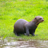 Baby giant otter Bonita made a splashing debut in front of visitors at the Yorkshire Wildlife Park