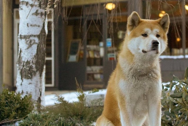 Hachi: A Dog's Tale stars Richard Gere and is based on a true life story. When his master dies, a loyal pooch named Hachiko keeps a vigil for more than a decade at the train station where he once greeted his owner every day.