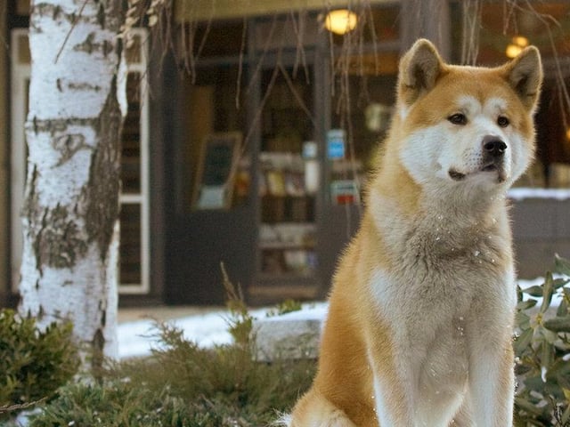 Hachi: A Dog's Tale stars Richard Gere and is based on a true life story. When his master dies, a loyal pooch named Hachiko keeps a vigil for more than a decade at the train station where he once greeted his owner every day.