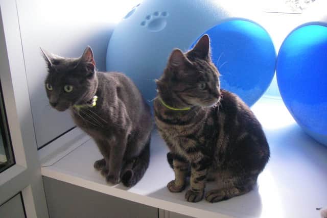 These two cats were found abandoned in woodland in Mansfield Woodhouse this month