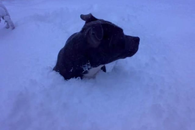 Ian's dog enjoying the snow.