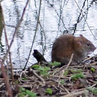 Rats invade homes as sightings escalate across Bassetlaw and the UK