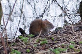 Rat numbers are on the increase across Bassetlaw as a result of the hot, dry summer.