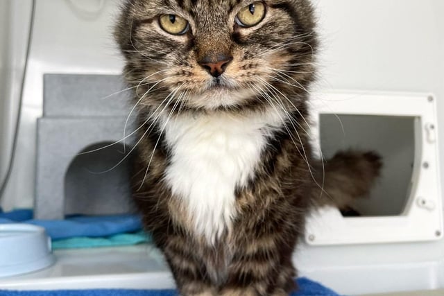 Mr Pebbles is a sweet cat who could live with another cat in his new home, as he has done previously. He can be a little quiet at first, however, once he knows you, he is more than happy to receive a head tickle and a fuss.