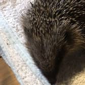 7th Heaven Hedgehog Rescue had 200 hedgehogs brought through their doors in a single year.