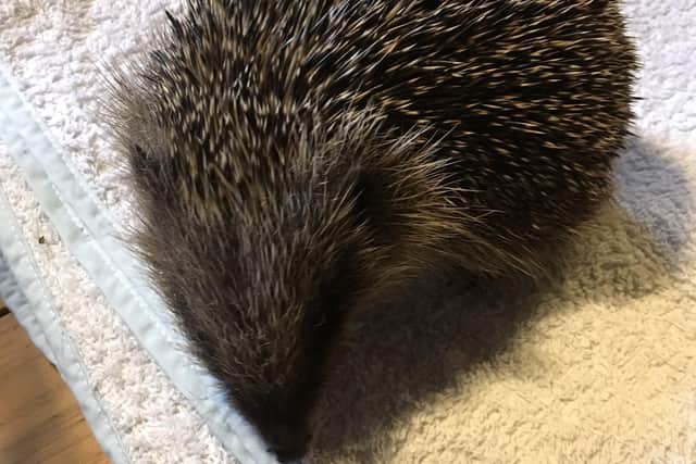 7th Heaven Hedgehog Rescue had 200 hedgehogs brought through their doors in a single year.