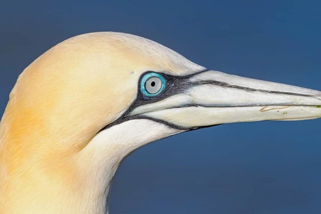 Here's a superb close-up snap of a gannet, taken and sent in by Andy Gregory.