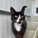 Milly is a lovely, gentle cat who can be a little shy at first but is very friendly. Little is known of her past as she was found as a long-term stray. This little lady would prefer a quieter home where she can curl up and relax.