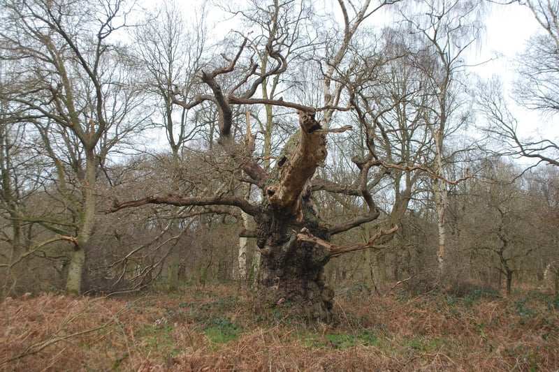 Enjoy a stroll around this historic forest. Sherwood Forest Visitor Centre is your gateway into a stunning historical forest, car charges apply. Pictured Stumpy, one of the ancient oak trees in Sherwood Forest.