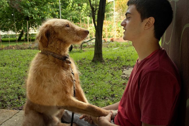 In the film Seventeen, as part of a reintegration program at a juvenile detention center, 17-year-old Héctor forms an unbreakable bond with a dog as timid and aloof as he is. When the dog is adopted, a miserable Héctor escapes to look for him, an unlikely journey begins in the company of his older brother Ismael, their grandmother Cuca, two dogs, a cow and other animals.