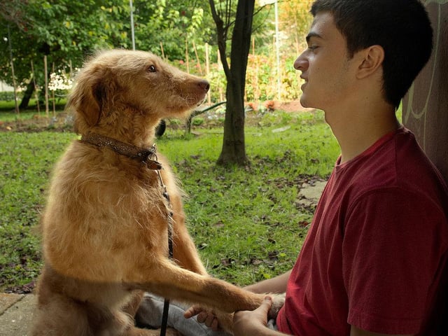 In the film Seventeen, as part of a reintegration program at a juvenile detention center, 17-year-old Héctor forms an unbreakable bond with a dog as timid and aloof as he is. When the dog is adopted, a miserable Héctor escapes to look for him, an unlikely journey begins in the company of his older brother Ismael, their grandmother Cuca, two dogs, a cow and other animals.