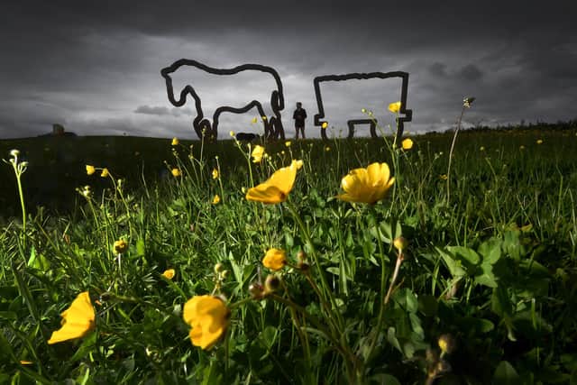 Buttercups in bloom by the Pit Pony Sculpture, on the old Kiveton Park Colliery, Kiveton Community Woodland. (Picture: SWNS)