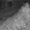 The birth of a critically rare Amur Leopard cub was caught on CCTV at Yorkshire Wildlife Park.