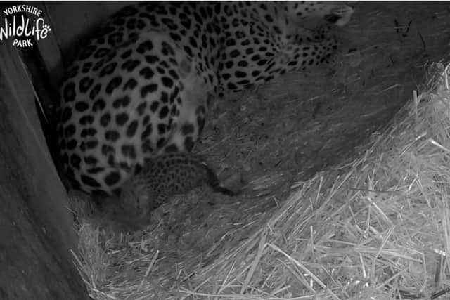 The birth of a critically rare Amur Leopard cub was caught on CCTV at Yorkshire Wildlife Park.