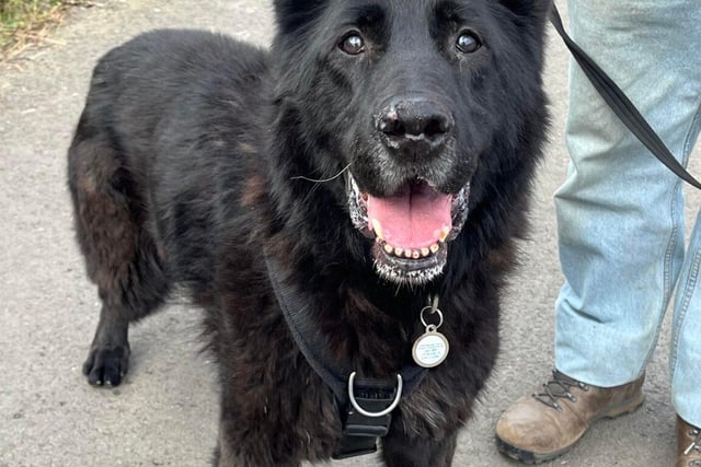 At 10-years-old, Shadow is a gentle and active boy who loves his walks. Once he's formed a bond with someone he is very affectionate and will be very loyal. He is a clean boy who knows his basic commands and will do anything for a tasty treat. He gets on well with other dogs and has not shown any aggression, but the staff at the shelter believe he would be best suited as the only dog in the home, but he could be introduced to a similar sized female dog.