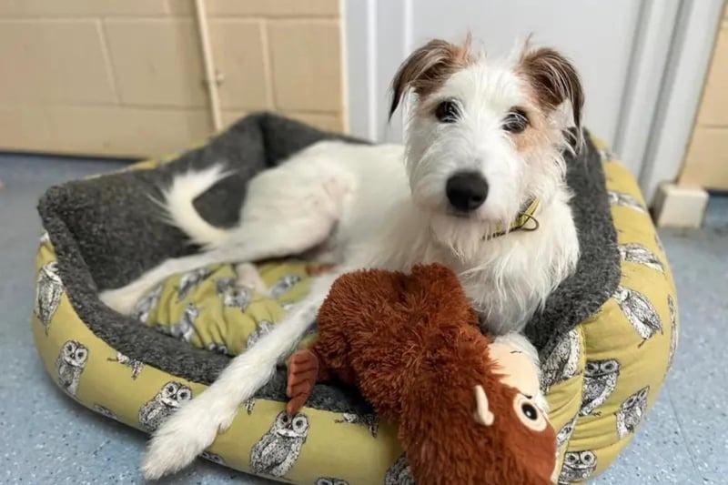 Dogs Trust: Introducing nine dogs available for adoption in Nottinghamshire