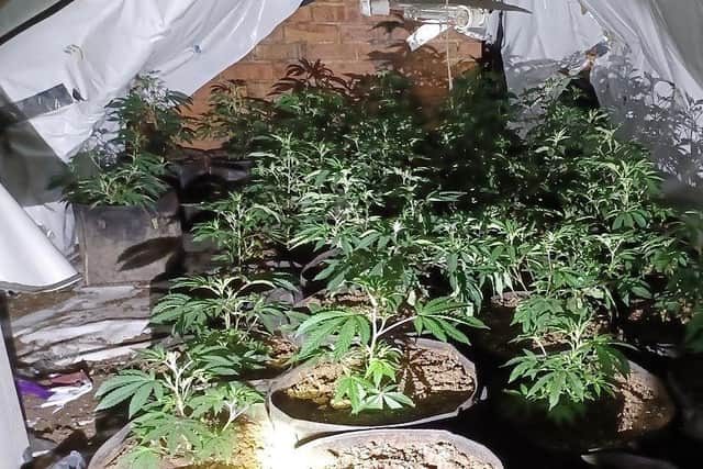 Some of the cannabis grow discovered by police