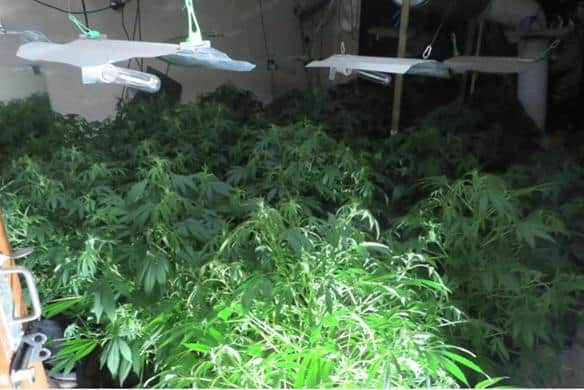 Officers uncovered 25 cannabis plants.