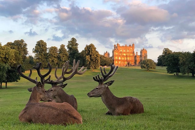 Wollaton Hall is an Elizabethan mansion that was built in the 16th century. The hall is surrounded by a beautiful deer park that's home to over 200 deer. Visitors can explore the hall's many exhibits and take a stroll around the park.