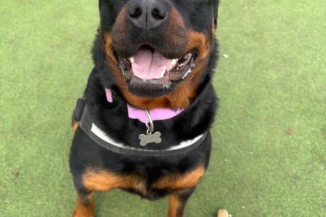 These dogs all desperately need forever homes - take a look