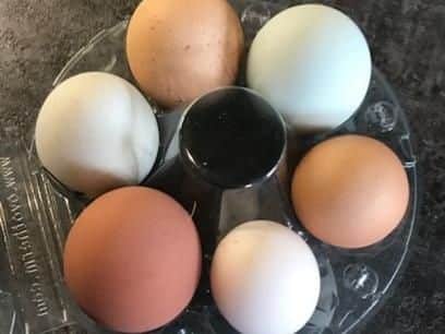 Lucy's rainbow eggs