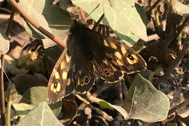 William Ingleton snapped this great close-up of a brown butterfly.