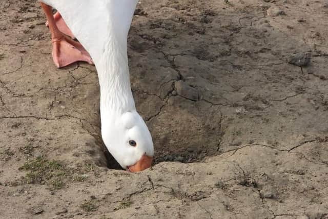 This curious goose inspects a hole. A fabulous snap taken by Julie Norgate.