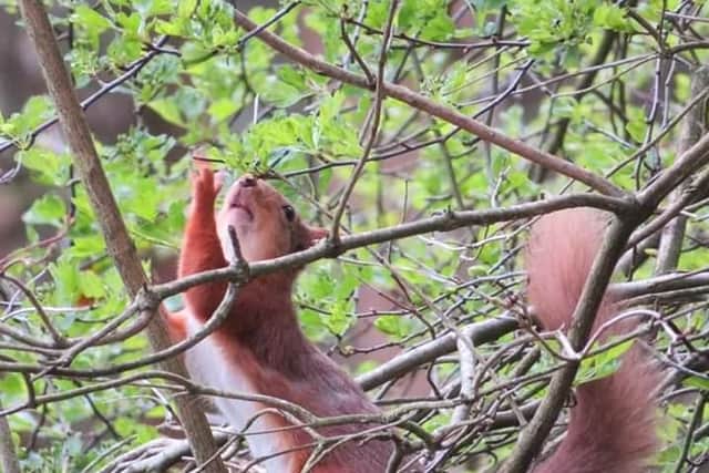 This stunning close-up of a squirrel trying to stretch as far as it can to get the best fruit was captured by Steven Lawrence.