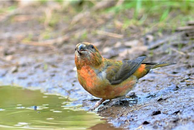 This incredible shot of a male crossbill having a drink of water was captured by Allan Hickman.