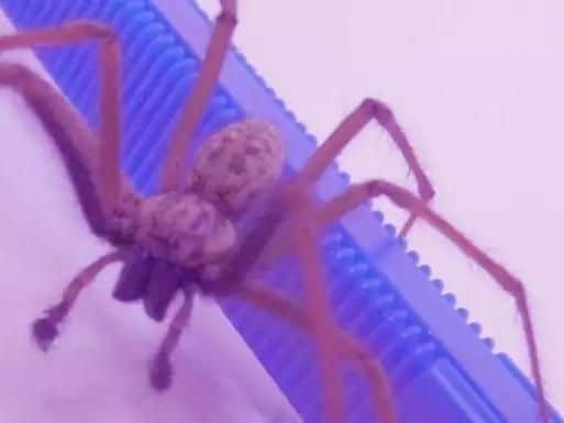 Spider season is underway