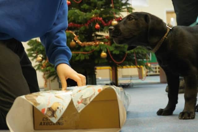 Wrapping goodies for an excited little doggy