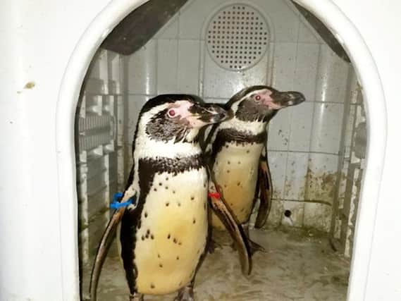 The penguins had been stolen from a zoo before being advertised for sale on Facebook