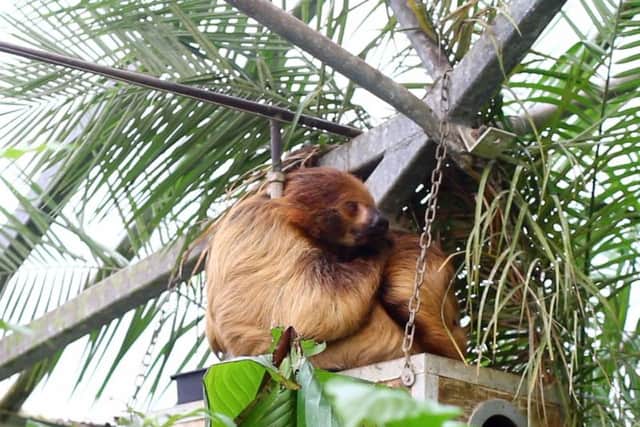The Linnaeuss two-toed sloth lives in the heights of the Butterfly House.