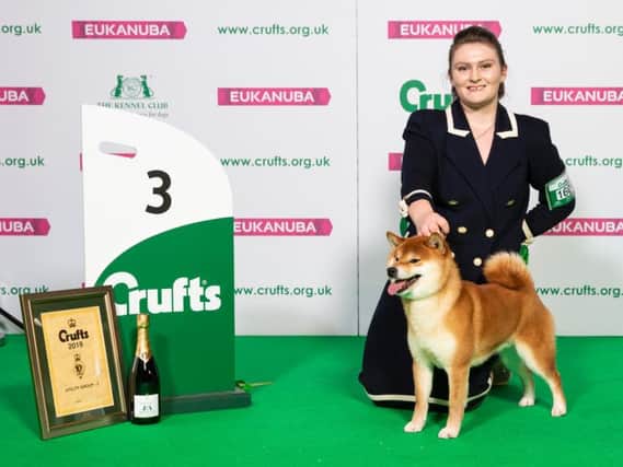 Michaella Dunhill-Hall with Shouji, a Japanese Shiba Inu, who came third in Best in Group at Crufts 2019 at the NEC, Birmingham.