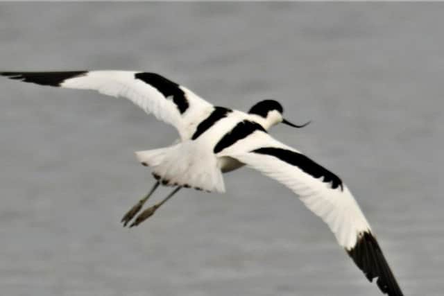 Do you know what this coastal bird is called?
