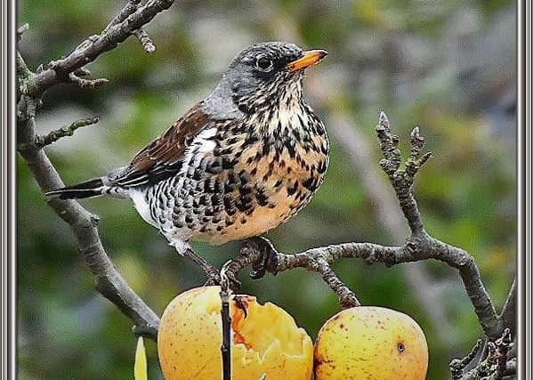 A bird that enjoys the countryside but can you name it?