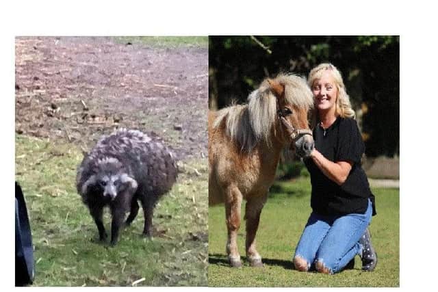Left, a Raccoon dog. Right: Mandy Marsh, 53, with pet pony Peaches.