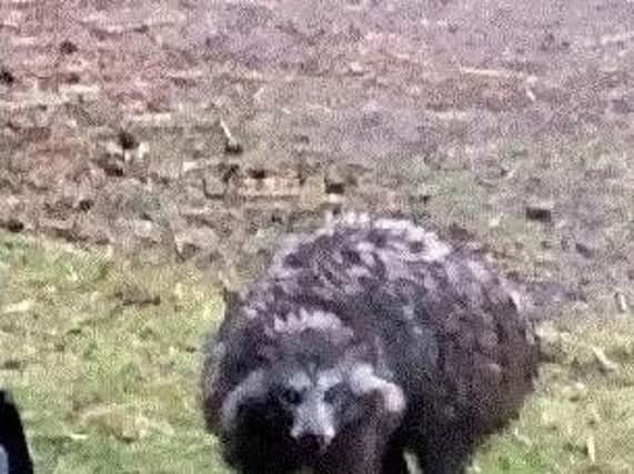 One of the troublesome Raccoon dogs.