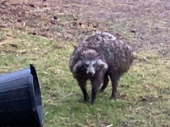 The owner of two dangerous raccoon dogs that escaped their enclosure has branded the ensuing media storm 'ridiculous'.