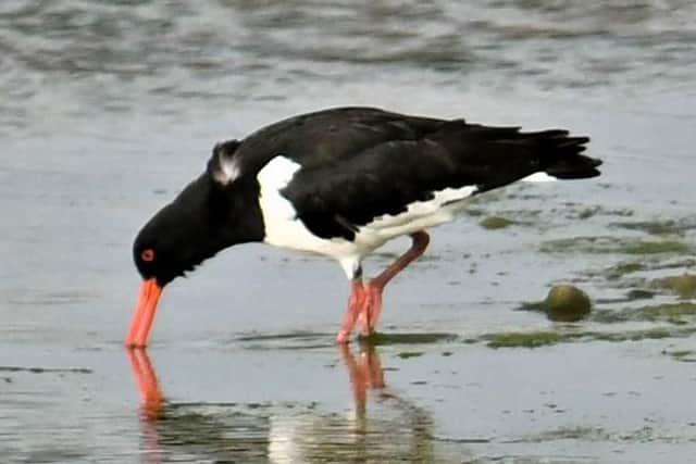 This bird is enjoying the shellfish, do you know what it is called?
Answer: It's an oyster catcher.