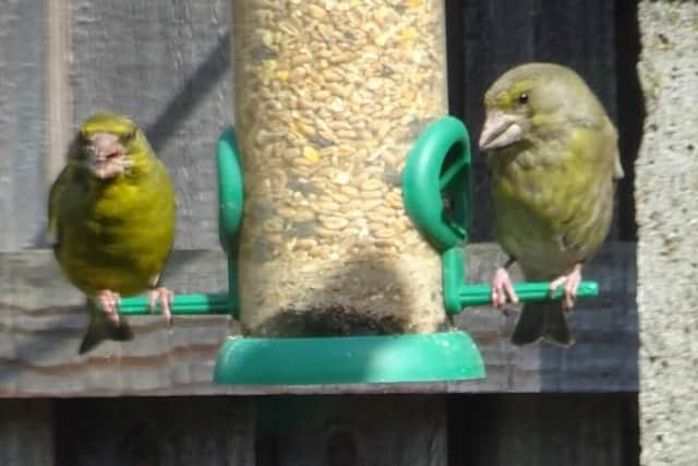 This pair are having a snack from a bird feeder. Do you know what they are?
Answer: They are greenfinch.