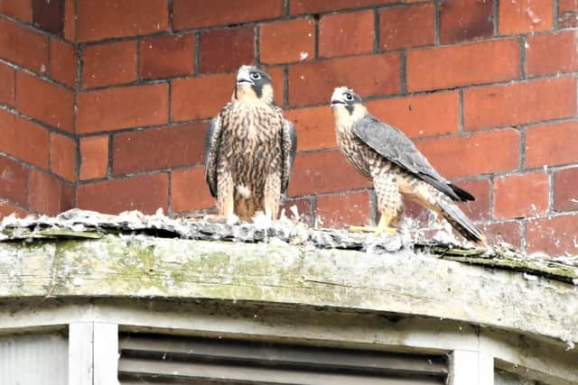 Do you know what these territorial birds are called?
Answer: This pair are peregrine falcon chicks.