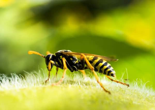 Wasp. Photo by Pixabay.