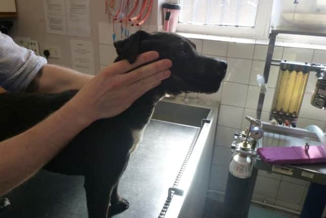 The injuries caused to one of the dogs. Photo: RSPCA.