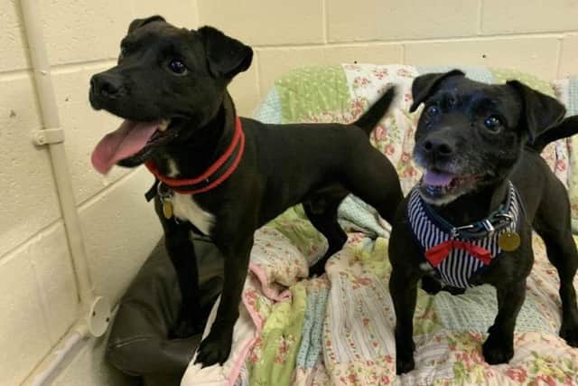 Both dogs have now recovered and will be re-homed.
