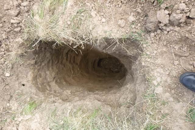 The badger sett.