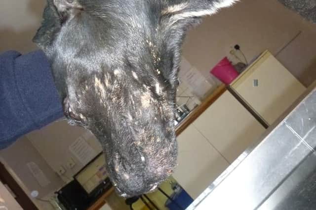 Injuries to one of the dogs.