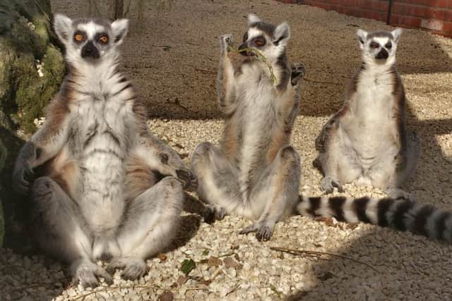 Three of the group of ten ring-tailed lemurs sunbathing at the Tropical Butterfly House, Wildlife and Falconry Centre