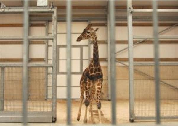 The first giraffe Palle arrives at Yorkshire Wildlife Park, Doncaster