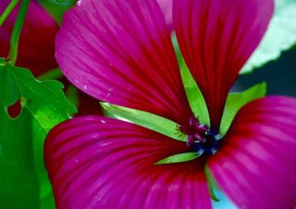 Wonderful Wallflowers: Clumber Gardener